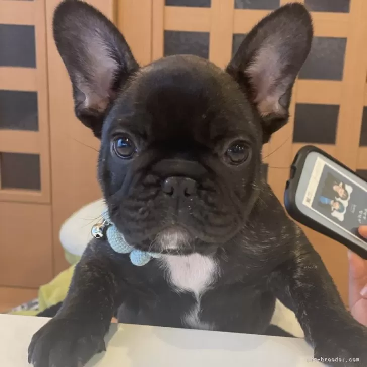 ID：2312-00002の子犬