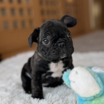 フレンチブルドッグ【群馬県・男の子・2023年1月10日・ブリンドル】の写真「ブリンドル男の子(^^)」