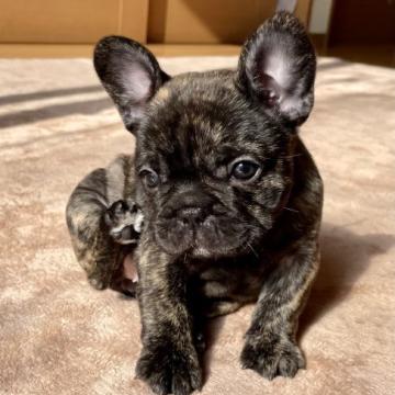 フレンチブルドッグ【群馬県・女の子・2022年10月6日・ブリンドル】の写真「ムッチリコロコロ！ブリンドル女の子」