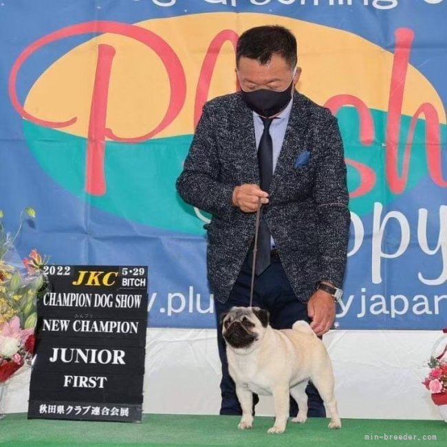 JKCチャンピオン犬在舎、アメリカチャンピオン血統やロシアチャンピオン血統も在舎｜原　恵(はら　めぐみ)ブリーダー(広島県・チワワ(ロング)など・JKC登録)の紹介写真1