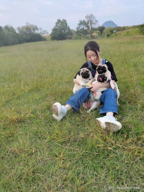 家族同様に大切に育ててます｜原　恵(はら　めぐみ)ブリーダー(広島県・チワワ(ロング)など・JKC登録)の紹介写真3