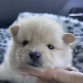 ポメラニアン【広島県・男の子・2026年1月21日・クリーム】の写真12