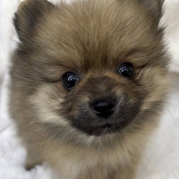 ポメラニアン【広島県・女の子・2025年9月25日・オレンジ】の写真「小柄な女の子」