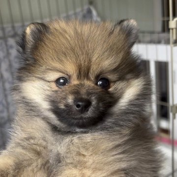 ポメラニアン【広島県・女の子・2025年9月25日・オレンジ】の写真「とっても元気な女の子」