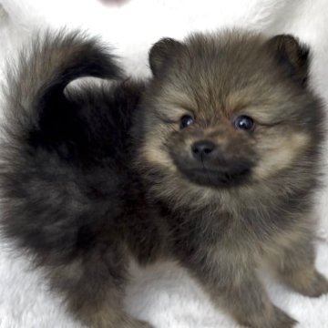 ポメラニアン【広島県・男の子・2025年9月25日・オレンジセーブル】の写真「小柄な男の子」