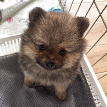 ポメラニアン【広島県・男の子・2025年9月25日・オレンジセーブル】の写真「小柄な男の子」