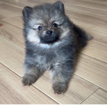 ポメラニアン【広島県・男の子・2025年9月25日・オレンジセーブル】の写真「小柄な男の子」