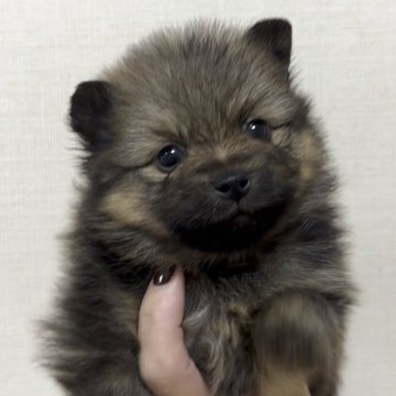 ポメラニアン【広島県・男の子・2025年9月25日・オレンジセーブル】の写真「小柄な男の子」