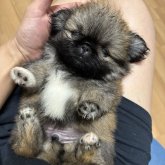ペキニーズ