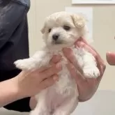 チワワ(ロング)