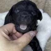 チワプー(チワワ×トイプードル)【広島県・女の子・2025年1月19日・ブラック】の写真11