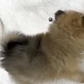 ポメラニアン【広島県・女の子・2025年9月25日・オレンジ】の写真9