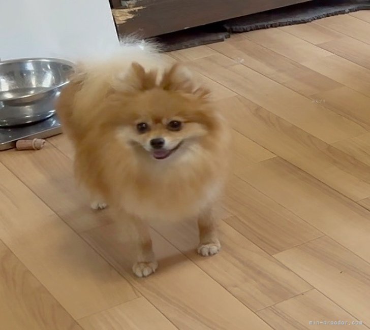 ポメラニアン【・女の子・2021年4月18日・オレンジ】