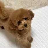 タイニープードル