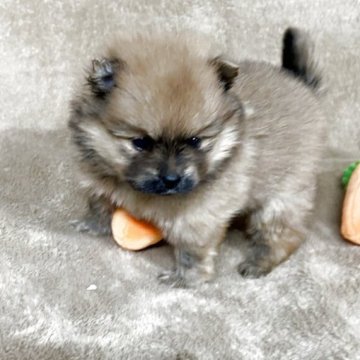 ポメラニアン【千葉県・男の子・2025年9月25日・セーブル】の写真「大変元気な子です。」