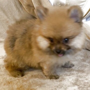 ポメラニアン【千葉県・女の子・2025年9月25日・セーブル】の写真「とてもすばしっこいです」