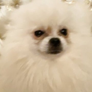 ポメラニアン【千葉県・男の子・2024年7月9日・クリーム】の写真「マズルが短く可愛い。無駄吠えしないです！」