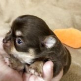 チワワ(ロング)