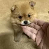 ポメラニアン
