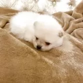 ポメラニアン