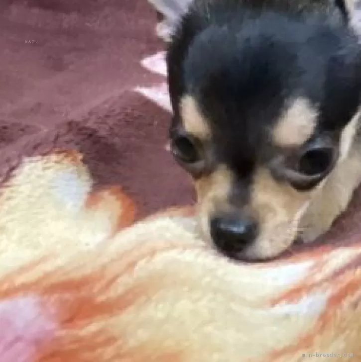 ID：2406-06439の子犬