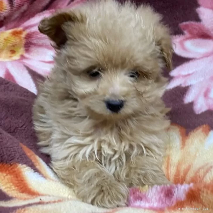 ID：2311-01321の子犬