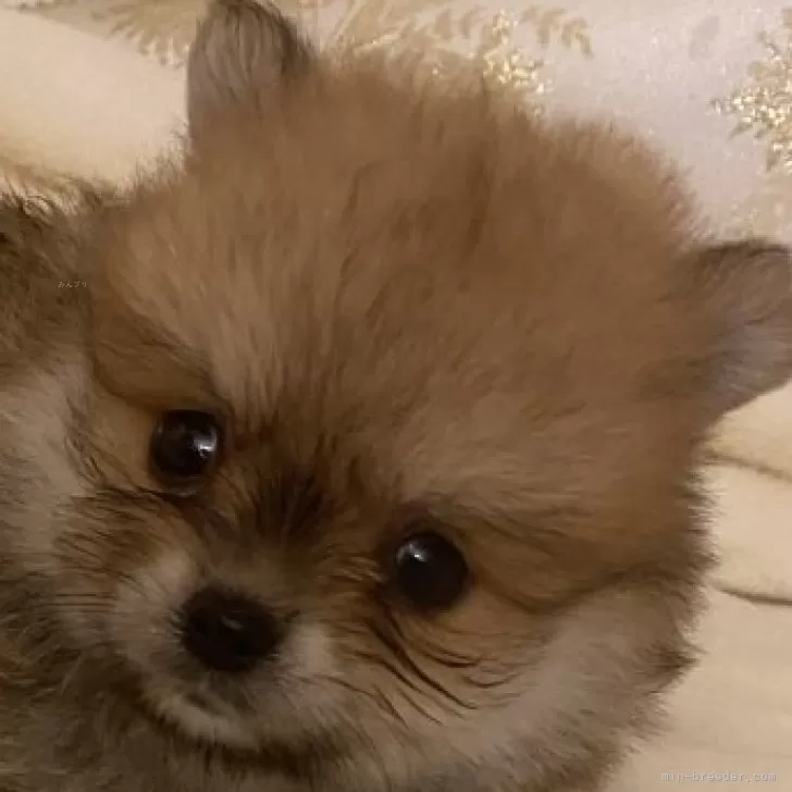 ID:2312-03019の子犬