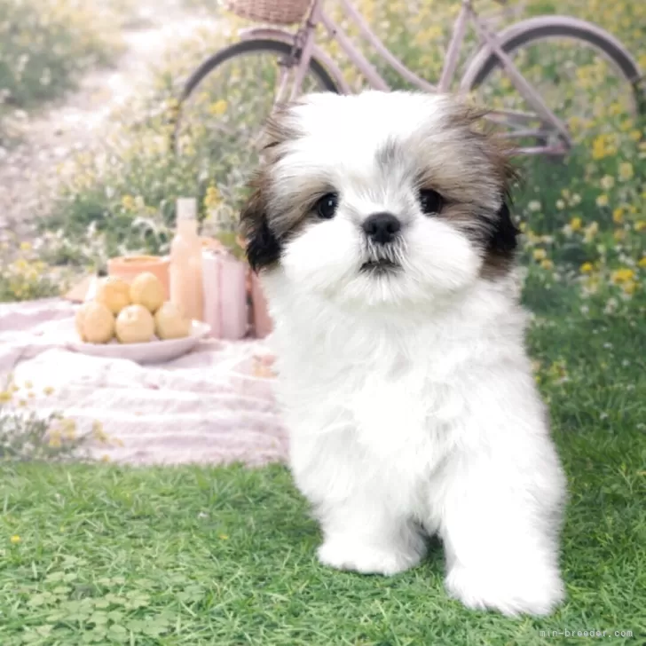 ID：2603-01776の子犬