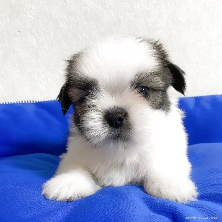 Y.Y 様のお迎えした子犬