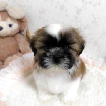 シーズー【滋賀県・男の子・2025年10月12日・ゴールド&ホワイト】の写真「可愛いお顔です」