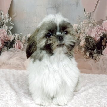 シーズー【滋賀県・男の子・2025年7月18日・ゴールド&ホワイト】の写真「キラキラした目をしています❤︎.*」