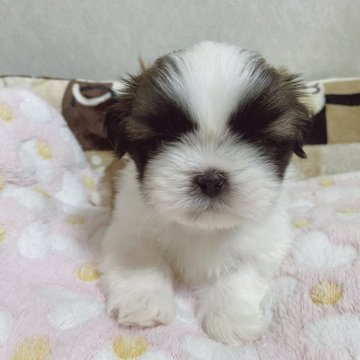 シーズー【滋賀県・男の子・2025年2月1日・ゴールド&ホワイト】の写真「イケメン君」