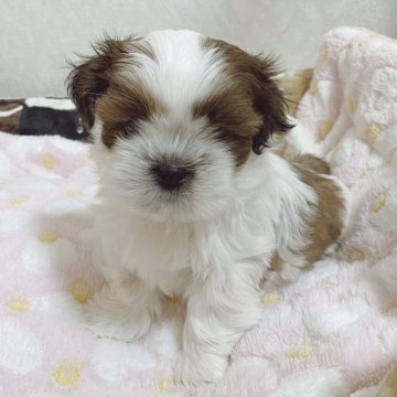 シーズー【滋賀県・男の子・2025年1月7日・ゴールド&ホワイト】の写真「トイレトレーニングほぼ完成しております✨」