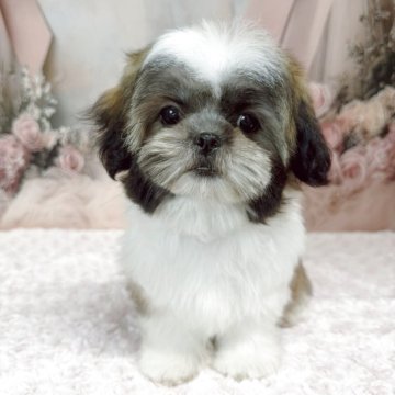 シーズー【滋賀県・女の子・2025年7月18日・ゴールド&ホワイト】の写真「可愛くなると思います❤︎.*」