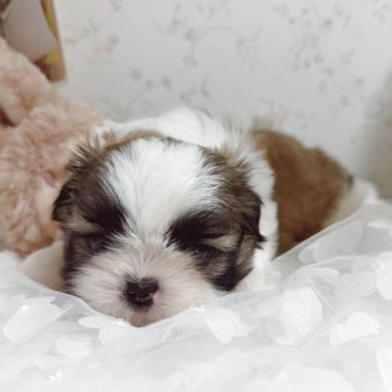 シーズー【滋賀県・女の子・2025年9月17日・ゴールド&ホワイト】の写真「大きな瞳の可愛い女の子」