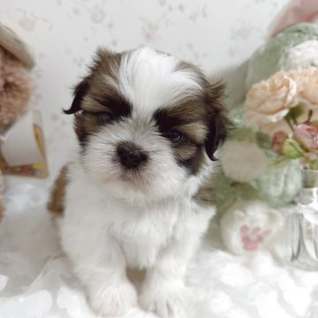 シーズー【滋賀県・男の子・2025年9月17日・ゴールド&ホワイト】の写真「凛としたお顔立ちが印象的な子」