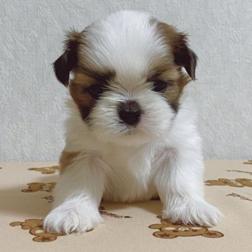 シーズー【滋賀県・男の子・2025年1月24日・ゴールド&ホワイト】の写真「ふんわりした雰囲気の男の子」