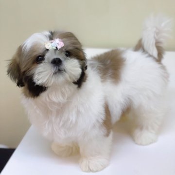 シーズー【滋賀県・男の子・2024年9月3日・ゴールド&ホワイト】の写真「めちゃくちゃ可愛い男の子」