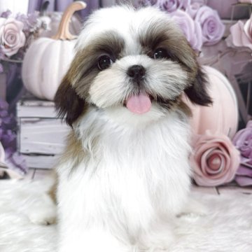 シーズー【滋賀県・女の子・2025年7月14日・ゴールド&ホワイト】の写真「可愛いお顔ですよっ♡」