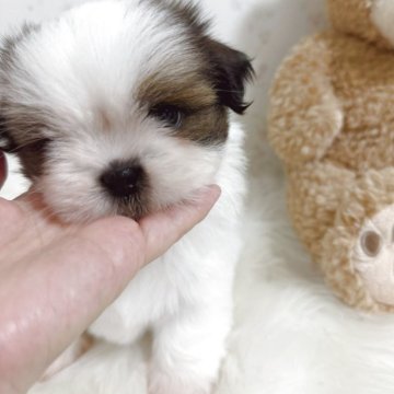 シーズー【滋賀県・男の子・2025年9月27日・ゴールド&ホワイト】の写真「まるでぬいぐるみ🧸」