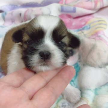 シーズー【滋賀県・女の子・2025年1月2日・ゴールド&ホワイト】の写真「詩宝ちゃんです💕」