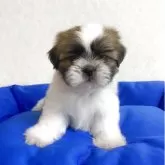 シーズー