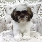 シーズー