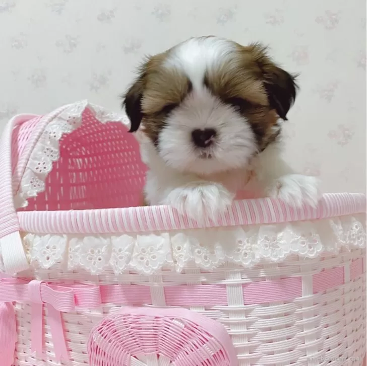 ID：2405-03500の子犬