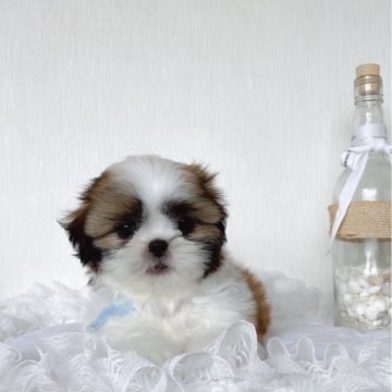 シーズー【滋賀県・男の子・2024年5月21日・ゴールド&ホワイト】の写真「3男くん」