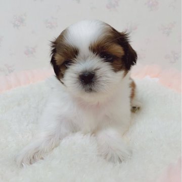 シーズー【滋賀県・男の子・2024年5月8日・ゴールド&ホワイト】の写真「整った顔立ちの男の子」