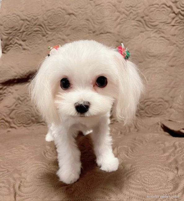 小川陽ブリーダー