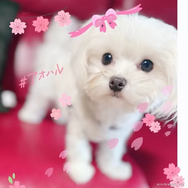 ID：2503-02396の子犬