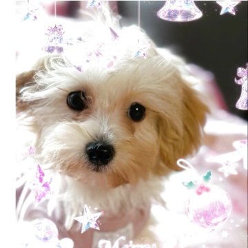 マルプー(マルチーズ×トイプードル)【千葉県・男の子・2025年8月19日・クリーム】の写真「マルプー☆お値下げ中」