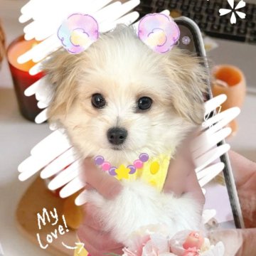 ポメマル(マルチーズ×ポメラニアン)【千葉県・男の子・2024年10月10日・ホワイト&レッド】の写真「白茶パーティ☆めっちゃ可愛い🩷御値下げ中」